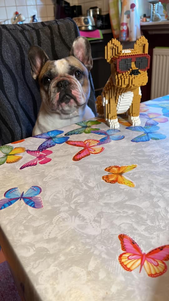 Stoße Bulldogge